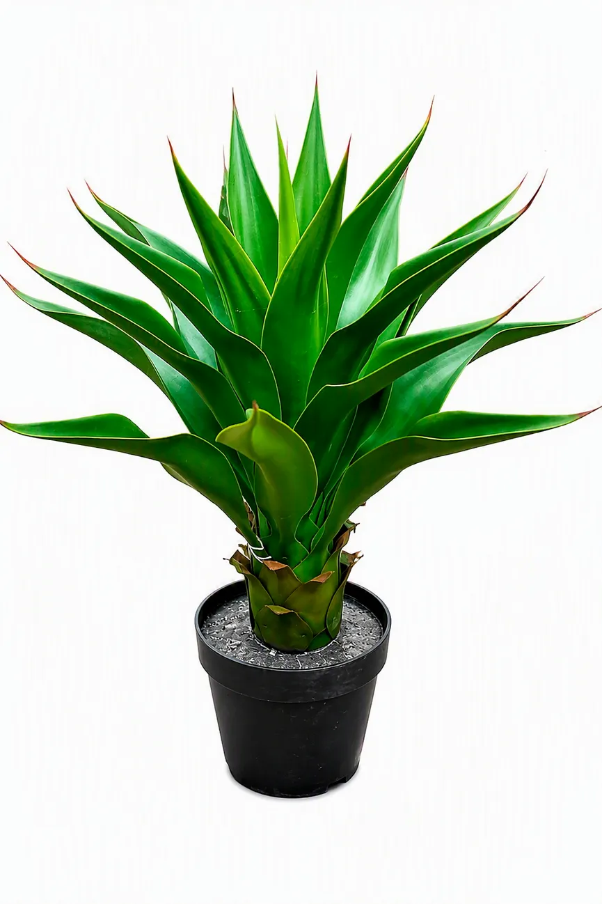 Agave grün hauptaufnahme