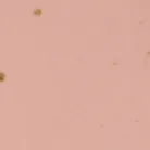 material_farbe