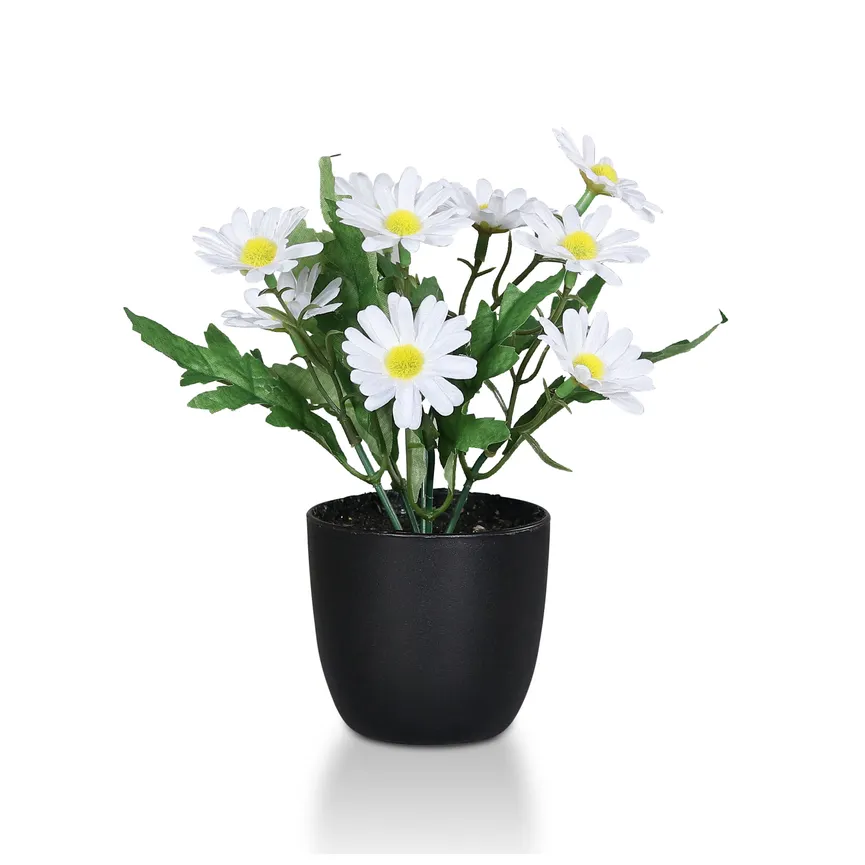 Margerite hauptaufnahme