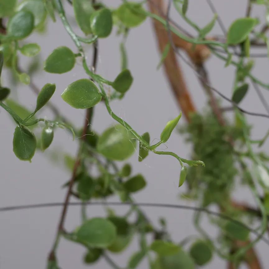 Mühlenbeckia-Hänger grün detail