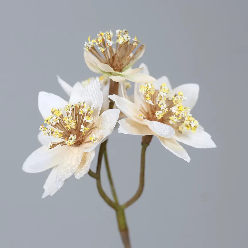 Astrantia creme detail