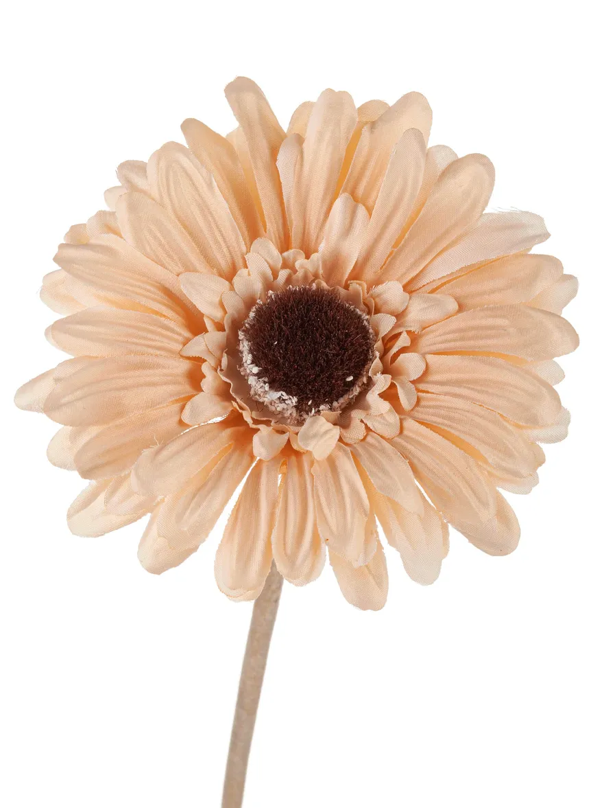 Gerbera "Vintage" creme-braun detail