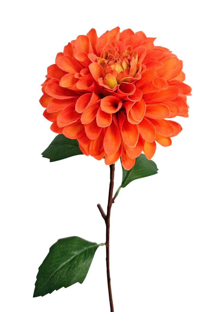 Dahlie orange detail