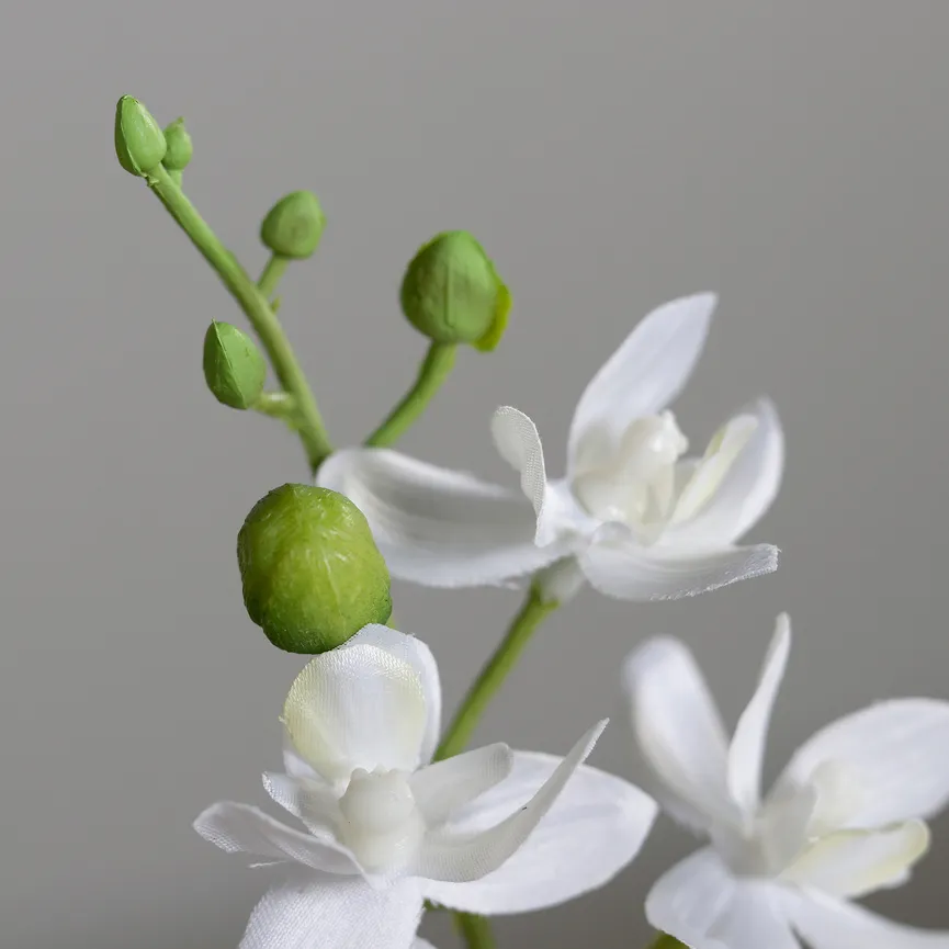 Mini-Orchidee Phalaenopsis detail