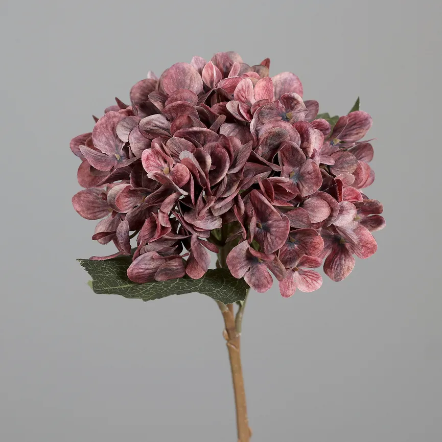 Hortensie dunkelpink hauptaufnahme