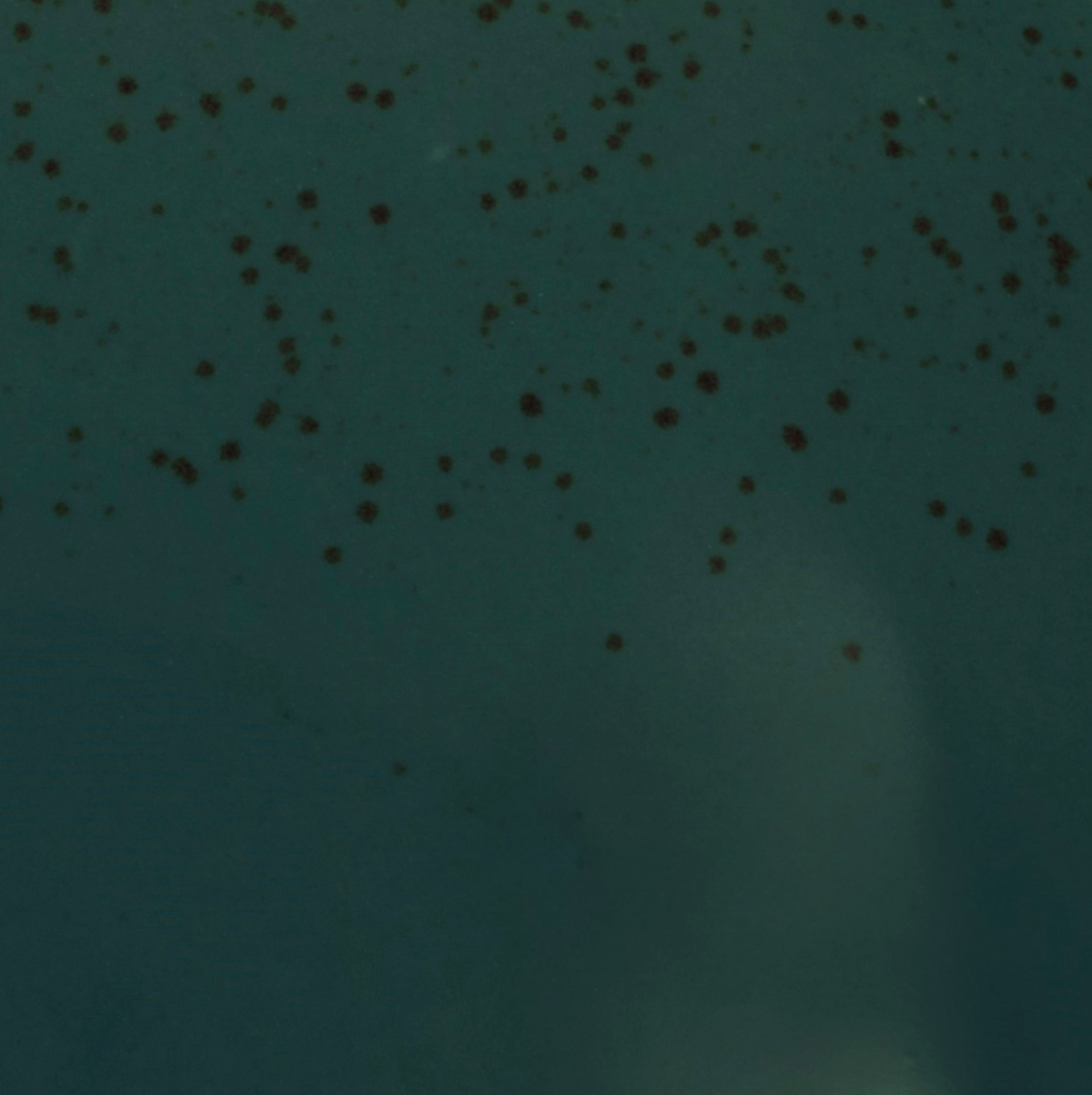 Speiseteller material_farbe