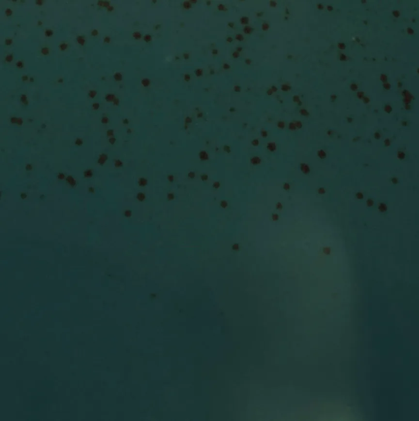 Speiseteller material_farbe