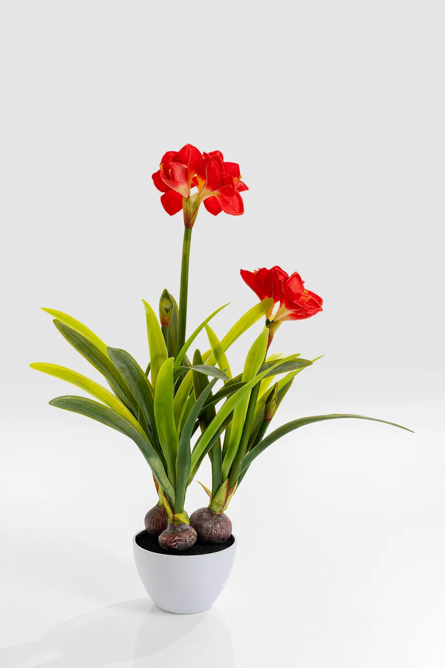 Deko Pflanze hauptaufnahme